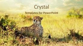  Presentation with cheetah - Amazing slide deck having cheetah backdrop and a soft green colored foreground