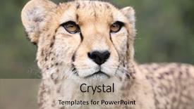  Presentation with cheetah - PPT theme enhanced with cheetahs - cheetah portrait with natural background background and a mint green colored foreground