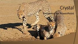  Presentation with drinking water - Cool new presentation design with cheetahs acinonyx jubatus drinking water backdrop and a coral colored foreground