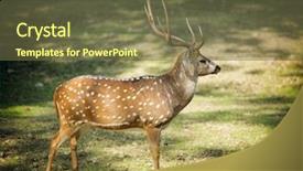  Presentation with deer - Theme featuring cheetal deer the latin - axis background and a tawny brown colored foreground