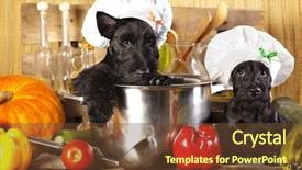  Presentation with scotch - Presentation theme enhanced with chef hat - scotch terrier kitchen boy background and a  colored foreground