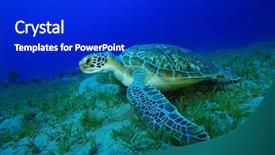  Presentation with seagrass - Amazing slide deck having chelonia mydas feeding on seagrass backdrop and a royal blue colored foreground