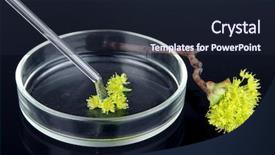  Presentation with petri dish - Beautiful PPT layouts featuring chemical research in petri dish backdrop and a wine colored foreground