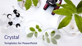 Presentation with plant chemistry - Beautiful PPT theme featuring chemistry equipment plants laboratory glassware backdrop and a  colored foreground