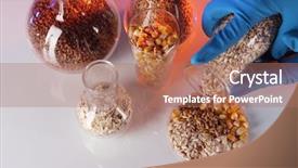  Presentation with test tubes - PPT layouts enhanced with chemistry gold - groats in test tubes background and a coral colored foreground