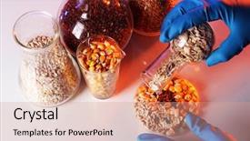  Presentation with test tubes - Presentation design with chemistry gold - groats in test tubes background and a coral colored foreground