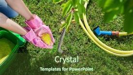  Presentation with cherry - Presentation theme enhanced with chemistry minerals - woman gardener fertilizing young cherry background and a tawny brown colored foreground