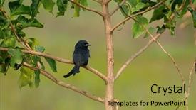  Presentation with tree - Colorful PPT theme enhanced with chennai - fork tailed drongo perching backdrop and a  colored foreground
