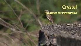  Presentation with paddy field - Colorful PPT layouts enhanced with chennai - lonely paddy field pipit perching backdrop and a  colored foreground