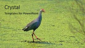  Presentation with india - Amazing PPT layouts having chennai - migratory birds at pallikaranai marshland backdrop and a  colored foreground