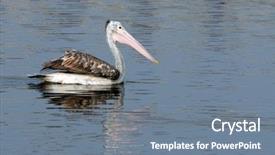  Presentation with local government unit philippines - Audience pleasing PPT theme consisting of chennai - one large spot-billed pelican swimming backdrop and a gray colored foreground