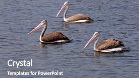  Presentation with swimming - PPT theme having chennai - three spot-billed pelicans swimming background and a gray colored foreground