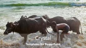  Presentation with animal cow - 