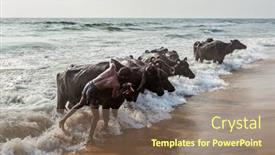  Presentation with animal cow - 