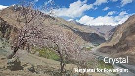  Presentation with apricot - PPT layouts consisting of cherries apricots - apricot blossom in himalayas background and a gray colored foreground