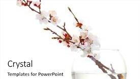  Presentation with apricot - Audience pleasing PPT theme consisting of cherries apricots - beautiful apricot blossom in transparent backdrop and a white colored foreground