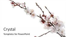  Presentation with apricot - PPT theme enhanced with cherries apricots - beautiful apricot blossom isolated background and a white colored foreground