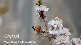  Presentation with thank you flowers - PPT layouts consisting of cherries apricots - blossoming apricot flowers on twigs background and a gray colored foreground