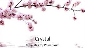  Presentation with pink white - Cool new slides with cherries apricots - branch with pink blossoms isolated backdrop and a white colored foreground