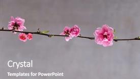  Presentation with cherry - Amazing slides having cherries apricots - pink cherry flower isolated backdrop and a  colored foreground