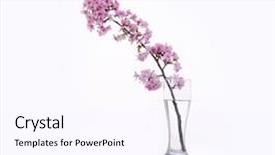  Presentation with sakura japanese cherry branch - Slide deck having cherries apricots - sakura cherry blossom in glass background and a sky blue colored foreground