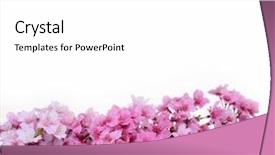  Presentation with sakura - Presentation design with cherries apricots - sakura cherry blossom isolated background and a white colored foreground