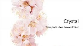  Presentation with spring - PPT theme having cherries apricots - spring blossoms background and a sky blue colored foreground