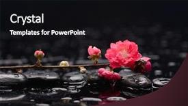  Presentation with water life - PPT theme consisting of cherries apricots - still life with red cherry background and a black colored foreground