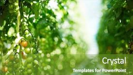  Presentation with plants growing - Slide set enhanced with cherries free - aisle in contemporary large hothouse background and a tawny brown colored foreground