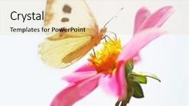  Presentation with butterfly - Slide set consisting of cherries free - butterfly on flower background and a lemonade colored foreground