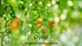  Presentation with unripe - Cool new PPT theme with cherries free - pack of unripe tomatoes hanging backdrop and a yellow colored foreground