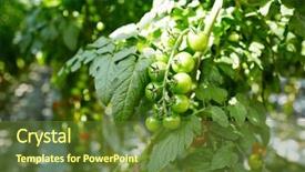  Presentation with rich - Amazing presentation design having cherries free - several green tomatoes hanging backdrop and a tawny brown colored foreground