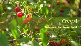 Presentation with sakura japanese cherry branch - PPT layouts enhanced with cherries-hanging-on-a-cherry background and a tawny brown colored foreground