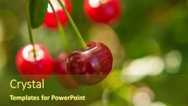  Presentation with cherry - Presentation consisting of cherries-hanging-on-a-cherry background and a tawny brown colored foreground