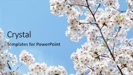  Presentation with cherry blossom - Cool new slide set with cherry blossom against sky at sunny day backdrop and a light blue colored foreground