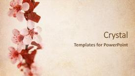  Presentation with japanese cherry blossom - Beautiful slide set featuring cherry blossom background backdrop and a lemonade colored foreground