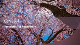  Presentation with cherry blossom - PPT layouts having cherry-blossom-blooms background and a gray colored foreground