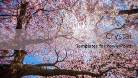  Presentation with cherry blossom - Amazing PPT theme having cherry-blossom-blooms backdrop and a light gray colored foreground
