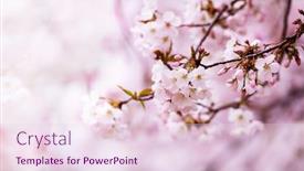  Presentation with cherry blossom - Cool new slides with cherry-blossom-branch-with-multiple backdrop and a lemonade colored foreground