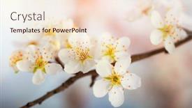  Presentation with cherry blossom - Beautiful PPT theme featuring cherry blossom flower detail spring backdrop and a lemonade colored foreground