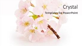  Presentation with japanese cherry blossom - Audience pleasing slide set consisting of cherry blossom flower isolated backdrop and a sky blue colored foreground