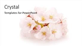  Presentation with japanese cherry blossom - Presentation theme featuring cherry blossom flower isolated background and a white colored foreground