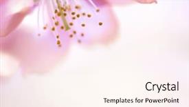  Presentation with cherry blossom - Theme with cherry blossom flower really close background and a cream colored foreground
