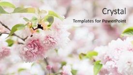  Presentation with japan cherry blossom - Beautiful PPT theme featuring cherry blossom flowers in garden at japan mint osaka japan backdrop and a lemonade colored foreground