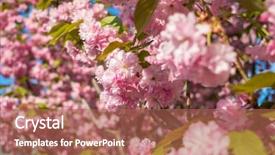  Presentation with japanese cherry blossom - Presentation featuring cherry blossom flowers japanese sakura background and a coral colored foreground