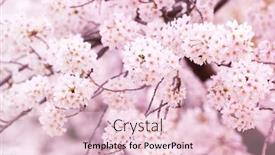  Presentation with cherry blossom - Beautiful theme featuring cherry-blossom-in-full-bloom backdrop and a lemonade colored foreground