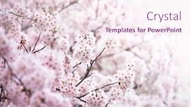  Presentation with cherry blossoms in full bloom - PPT theme featuring cherry-blossom-in-full-bloom background and a sky blue colored foreground