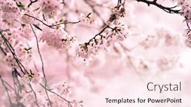  Presentation with japanese flowers - Amazing slides having cherry-blossom-in-full-bloom backdrop and a lemonade colored foreground