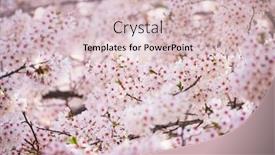  Presentation with cherry blossom - PPT theme consisting of cherry-blossom-in-full-bloom background and a lemonade colored foreground