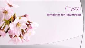  Presentation with bloom - Cool new slide deck with cherry-blossom-in-full-bloom backdrop and a sky blue colored foreground